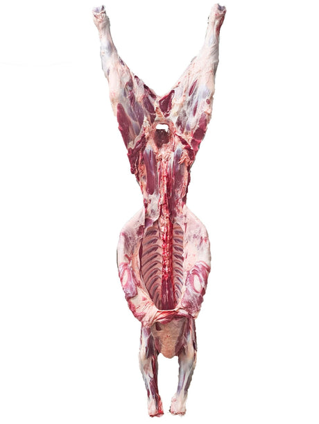 Beef whole carcass CHRISTIAN
