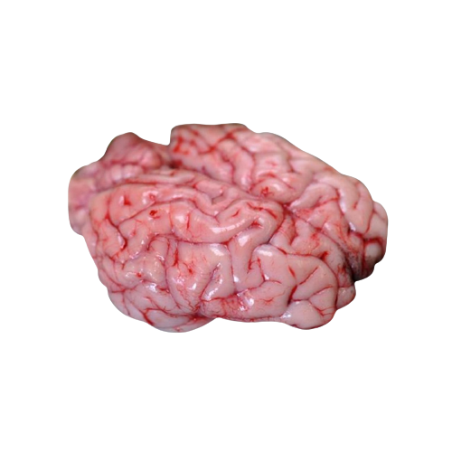 Lamb Brain CHRISTIAN