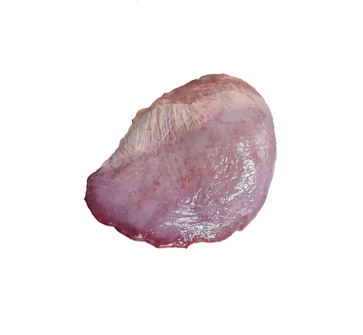Goat Spleen CHRISTIAN