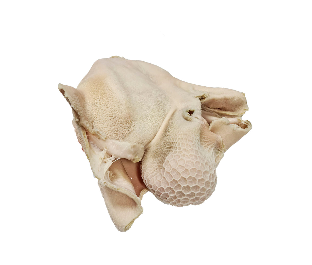 Sheep Stomach CHRISTIAN